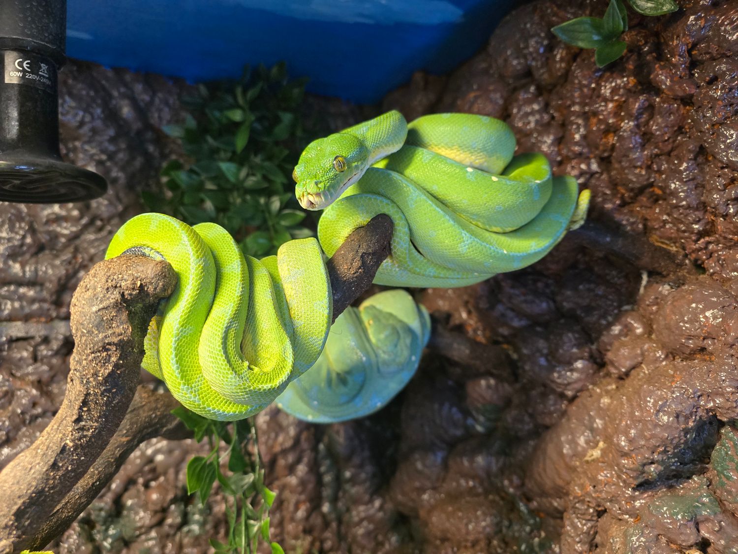 0.1 Morelia viridis, Green tree python, Sorong