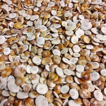 Oeil de Sainte Lucie