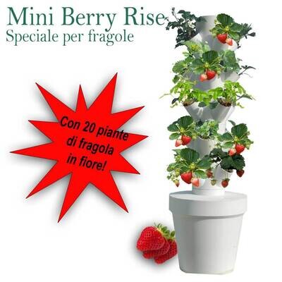 Mini Berry Rise -Full-Fledged