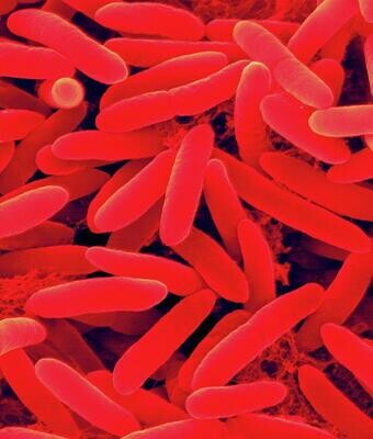 Pseudomonas syringae (PSAg)