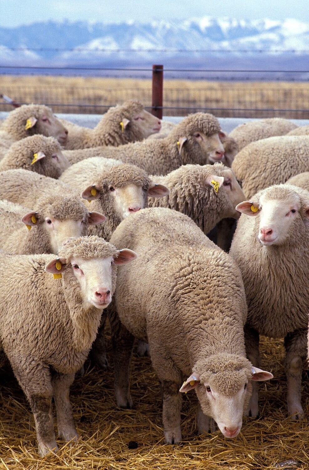 Brucella ovis Detection, Oligos Only