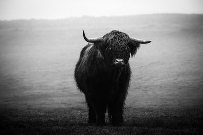 Highland-Cattle Weidefleisch - Bulle &quot;Apollo&quot;