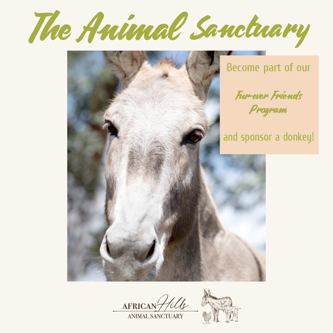 Sponsor a Donkey