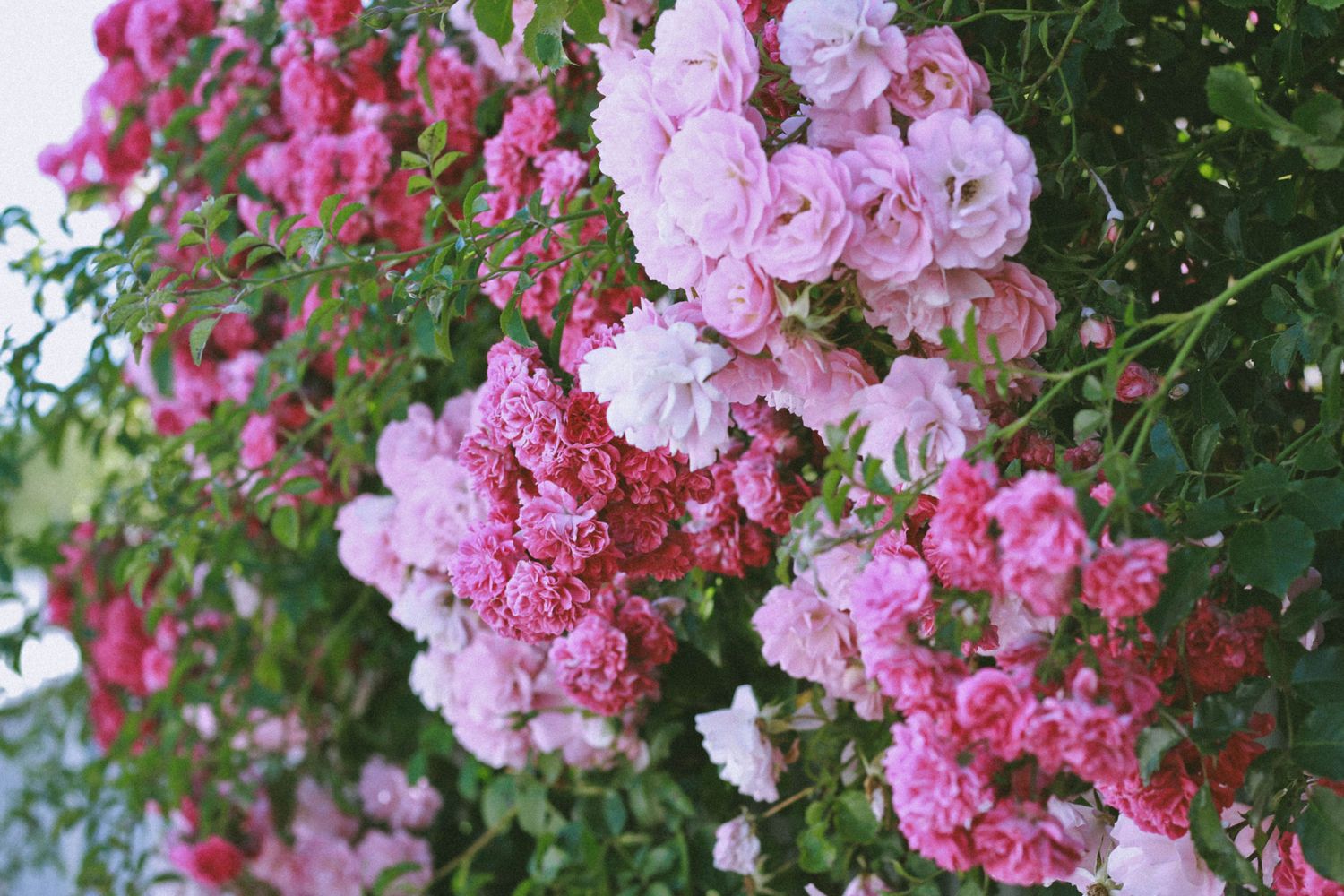Rose Plants for Sale