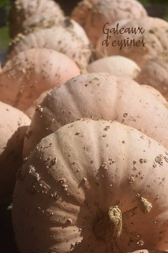 Galeux D’Eysines Pumpkin