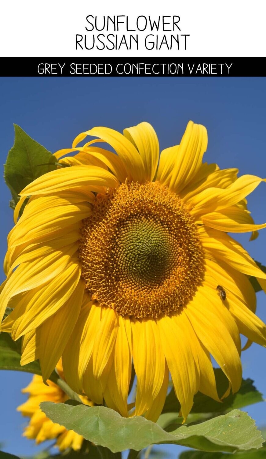 Sunflower Giant Russian