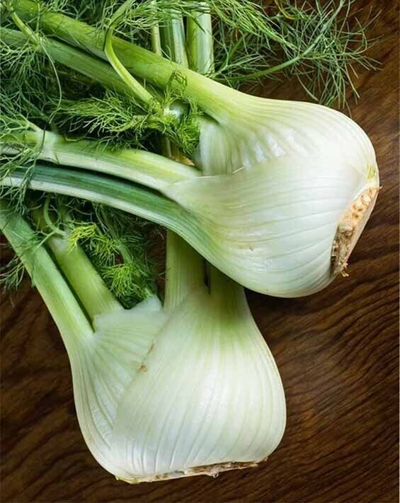 Florence Fennel