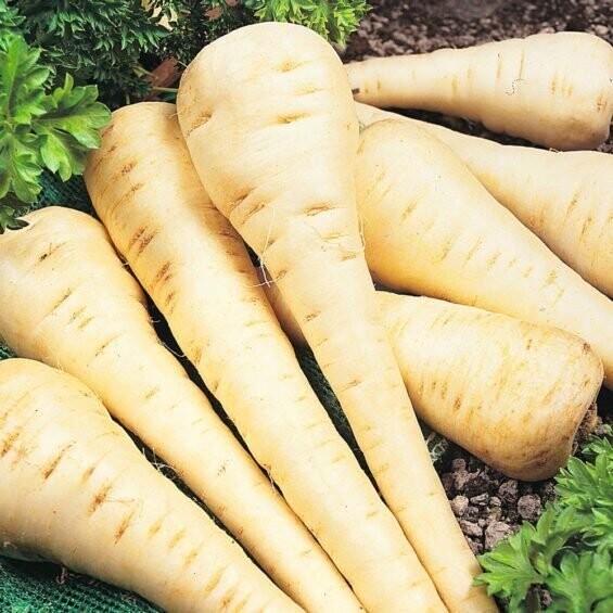 Parsnip