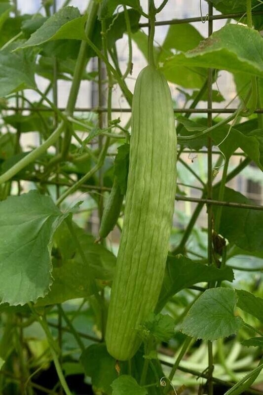 Cucumber