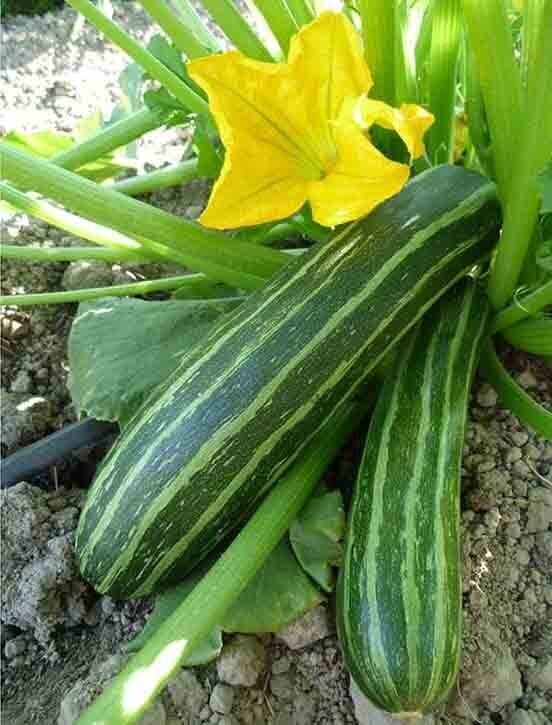Cocozelle Zucchini (Seed Freaks)