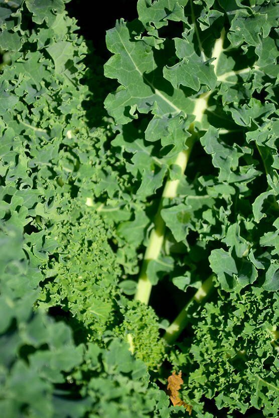Dwarf Green Curled Kale (Seed Freaks)