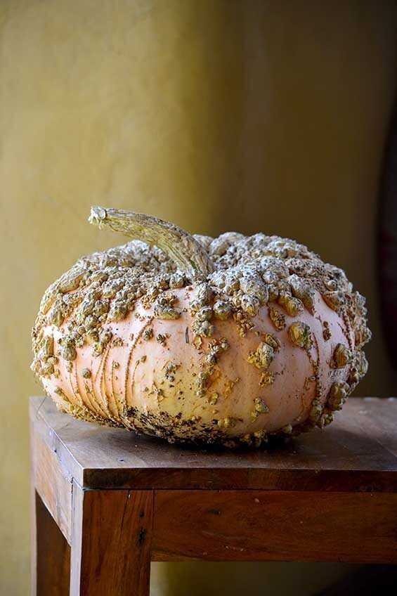 Galeux D’Eysines Pumpkin