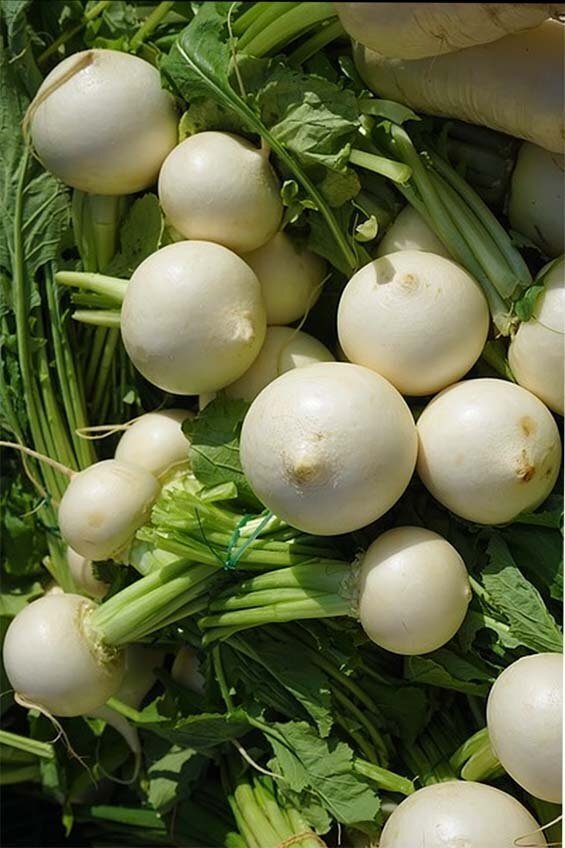 Japanese White Turnip (Seed Freaks)