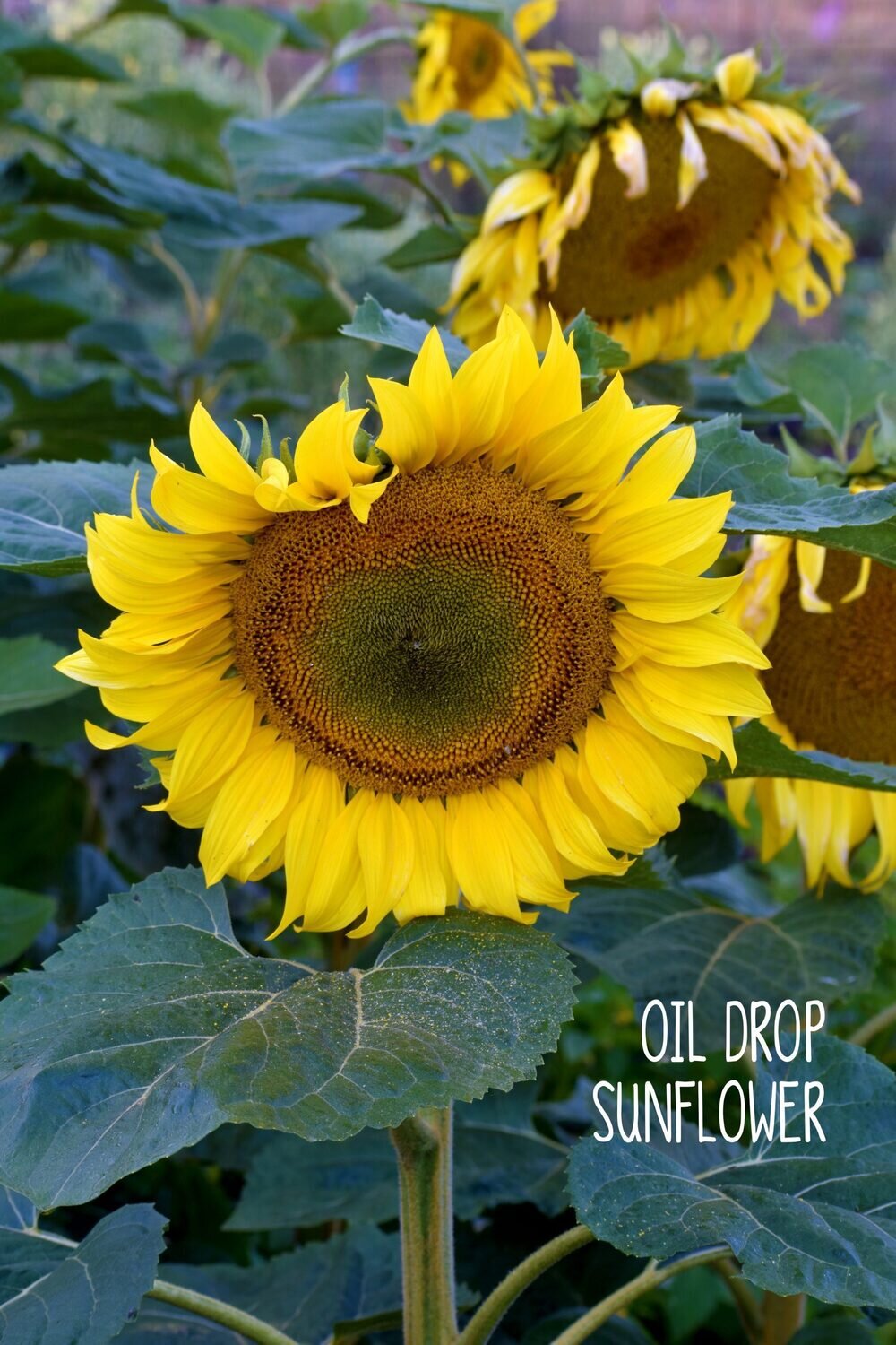 Sunflower Oil Drop
