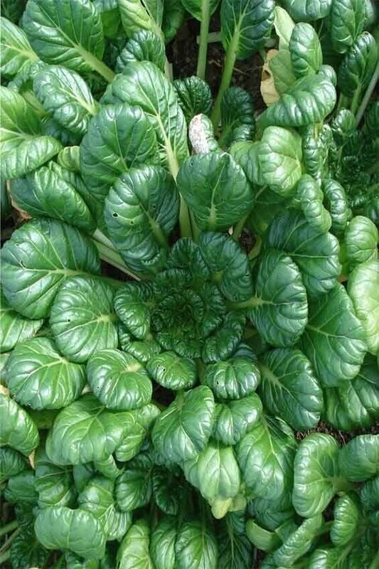 Asian Greens Tatsoi