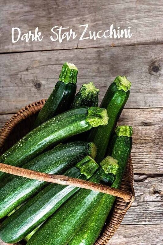 Dark Star Zucchini (Seed Freaks)