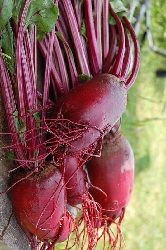 Cylindrica Beetroot