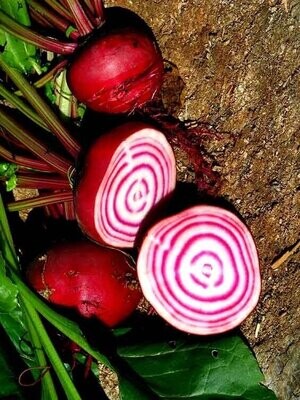 Chioggia Beetroot (Seed Freaks)