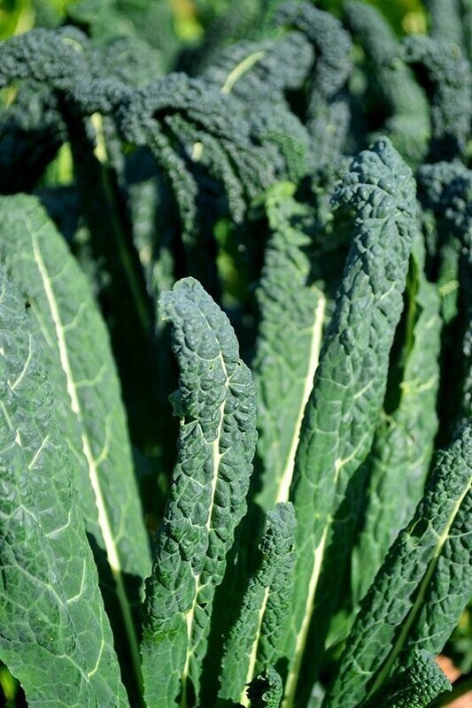 Cavolo Nero Kale