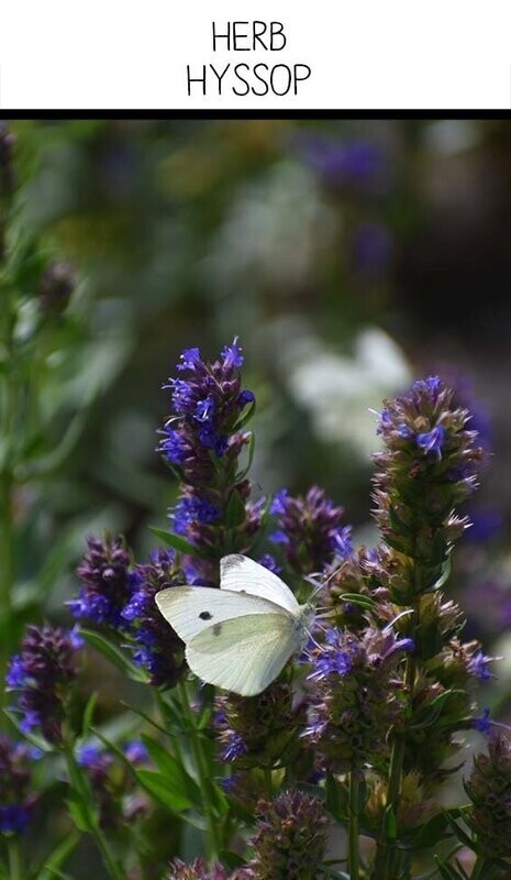 Hyssop