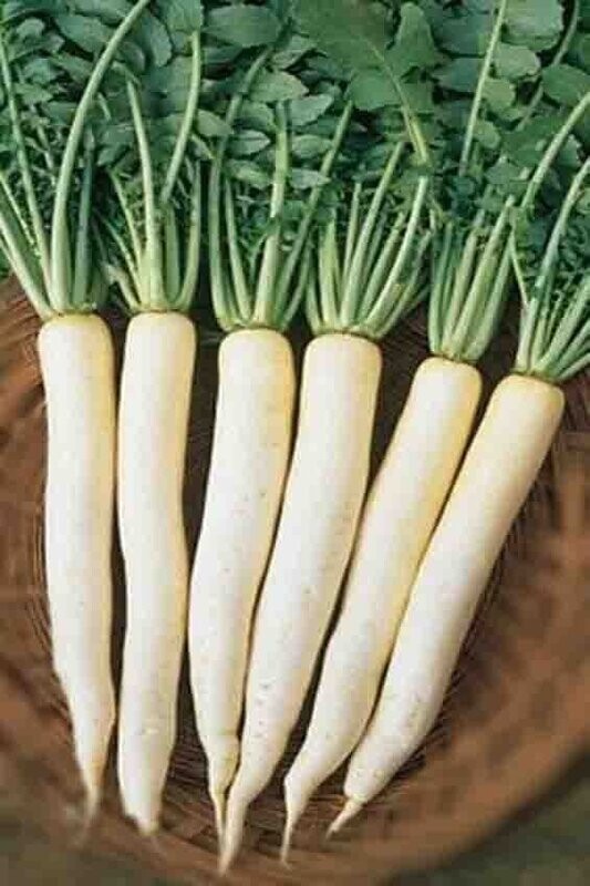 Japanese Daikon D2E