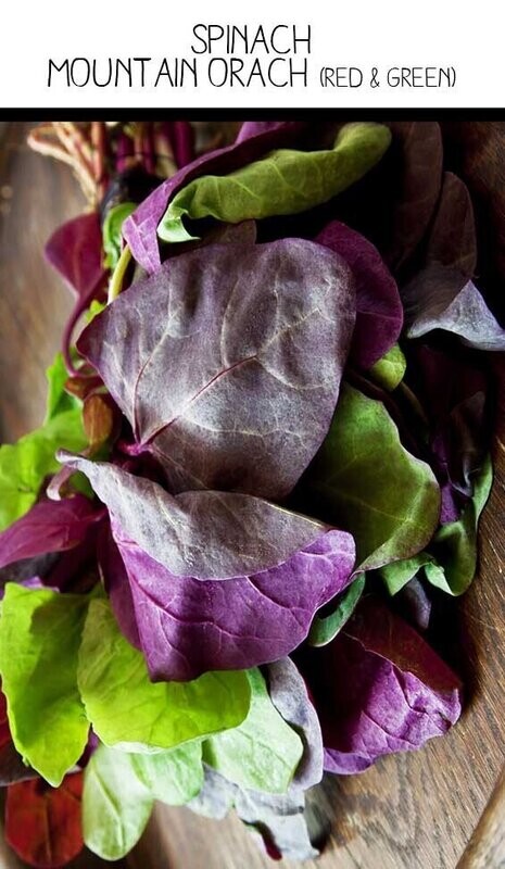 Mountain Orach - Spinach  (Seed Freaks)