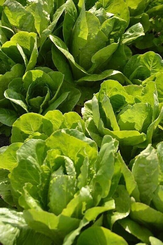 Parris Island Cos Lettuce (Seed Freaks)