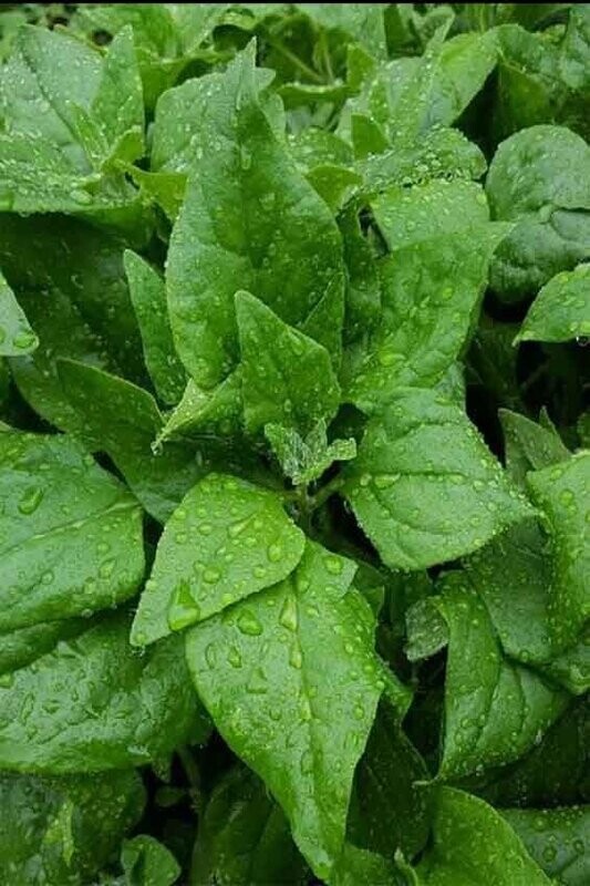 New Zealand Warrigal Greens / Spinach