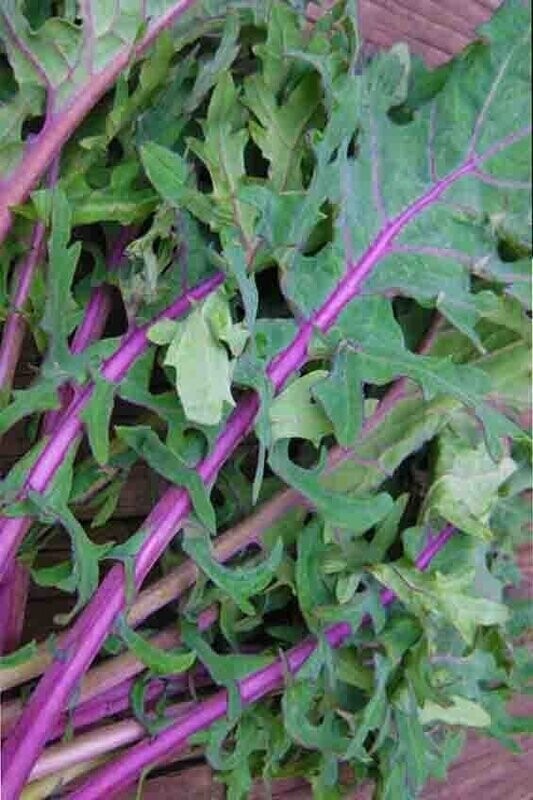 Red Stem Kale (Seed Freaks)