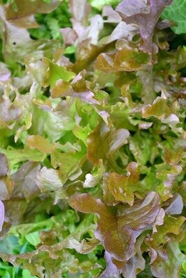 Red Salad Bowl Lettuce (Seed Freaks)