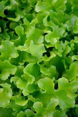 Salad Bowl Green Lettuce (Seed Freaks)