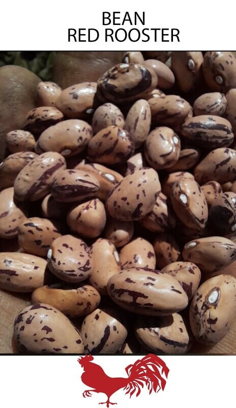 Borlotti Red Rooster Bean D2E