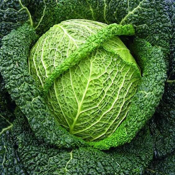 Savoy Cabbage