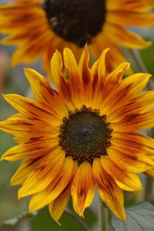 Sunflower Evening Sun (Seed Freaks)