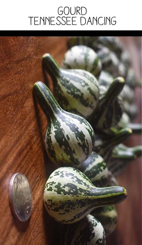 Tennessee Dancing Gourd (Seed Freaks)