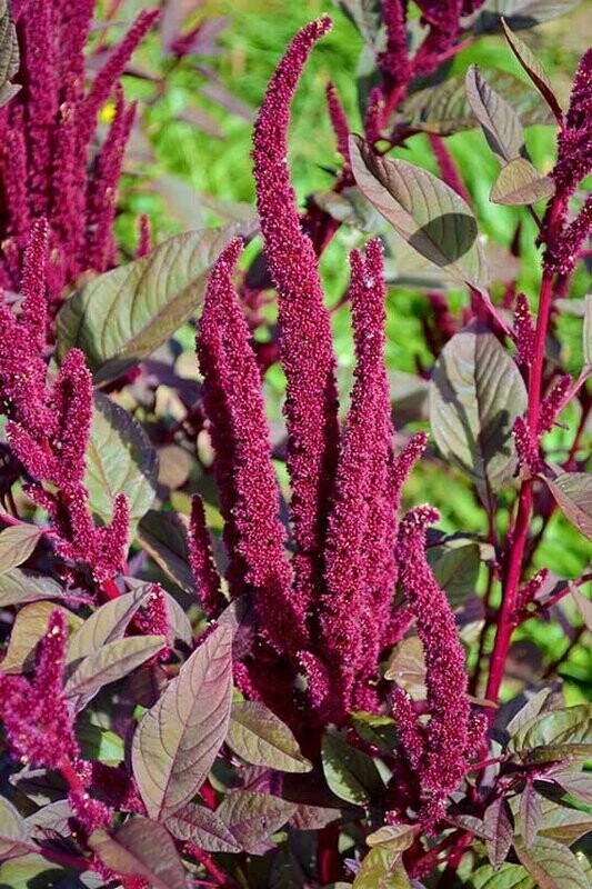 Amaranth Red (Seed Freaks)
