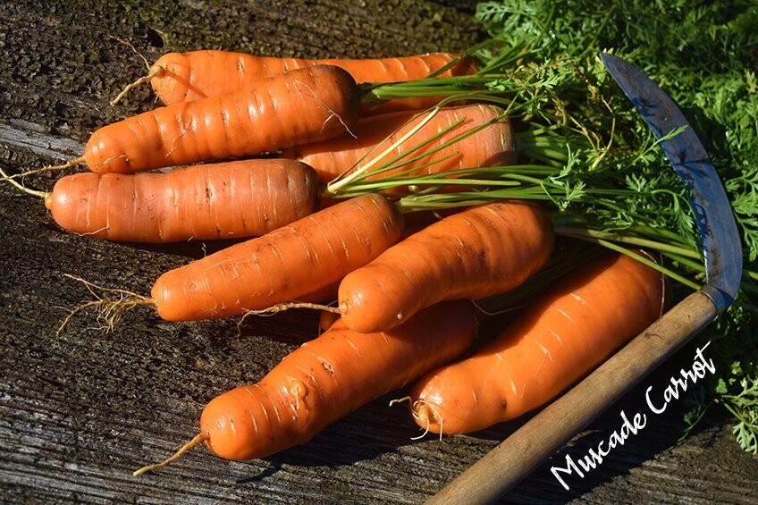 Carrot Muscade