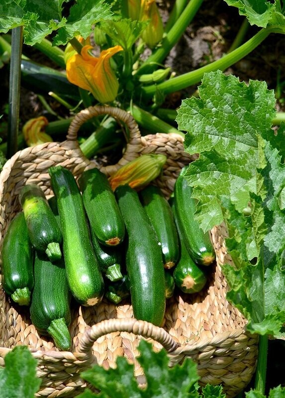 Zucchini Black Beauty