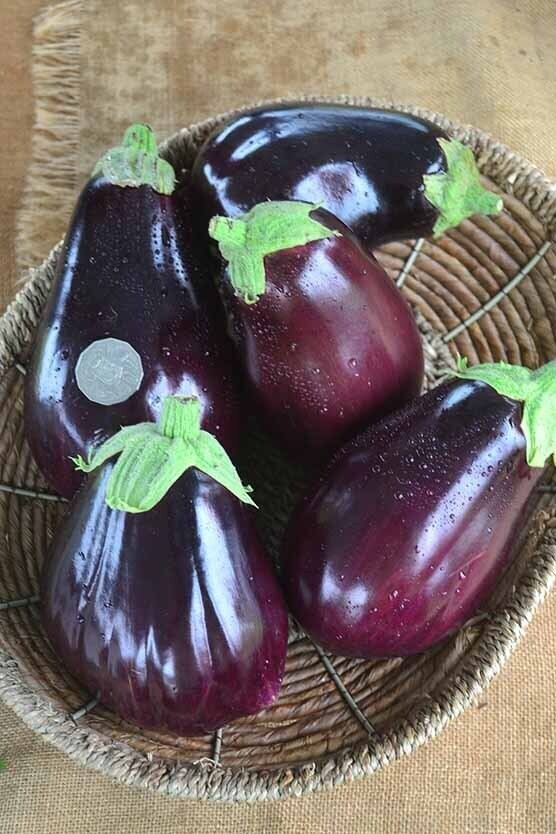 Eggplant Black Beauty