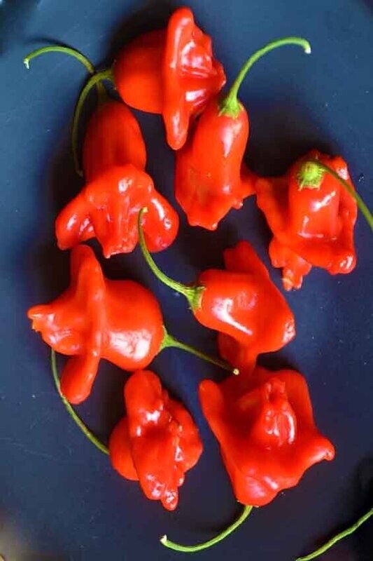 Chilli Bell Bishop