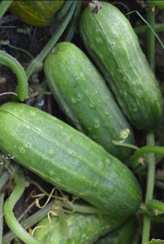 Early Fortune Cucumber Seeds