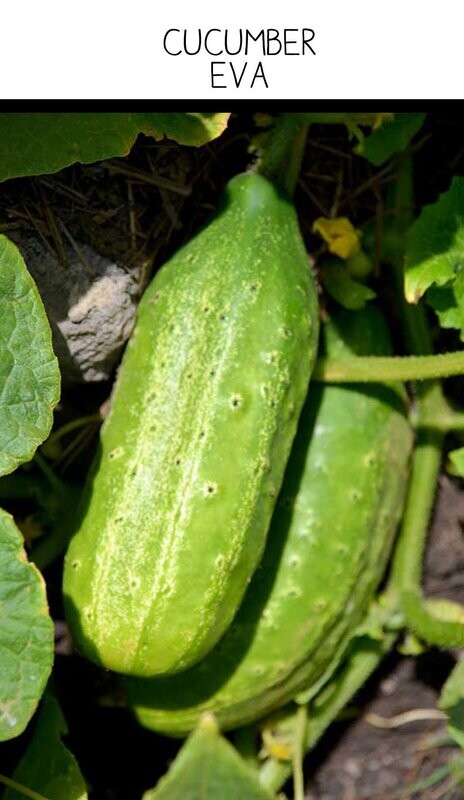 Cucumber Eva