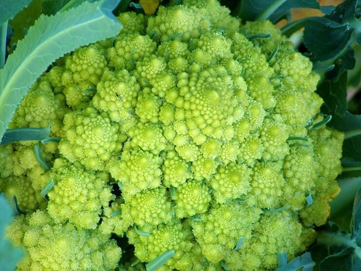 Romanesco Broccoli D2E