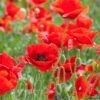 Seed Freaks – Flowers – Common Poppy