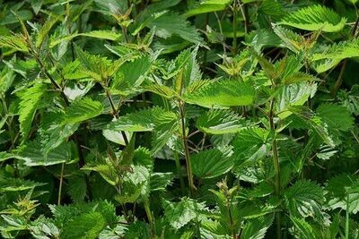 Stinging Nettle - Herbs- Culinary and Medicinal (Seed Freaks)