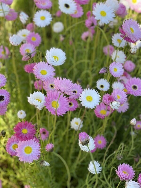 Everlastings 3000 Seeds