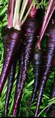 Black Nebula Carrots (Seed Freaks)
