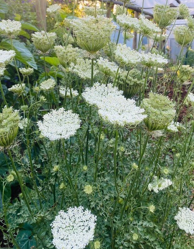 D2E Queen Annes Lace