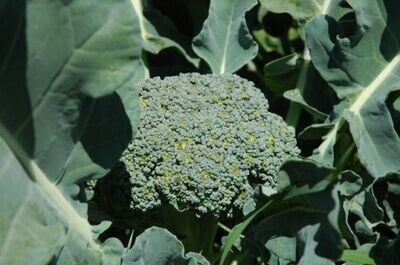 Broccoli – Umpqua (SeedFreaks)
