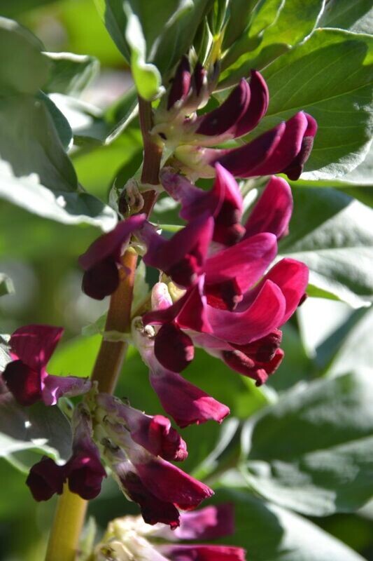 Broad Bean - Crimson Flowered